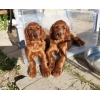 Irish Setter puppies for sale! ! !